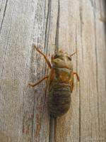 The shell hardens as the cicada grows