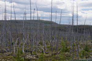 Forest of dead (burned) trees