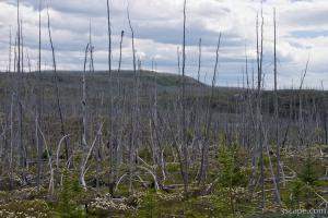 Forest of dead (burned) trees