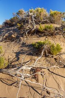 Bleached driftwood