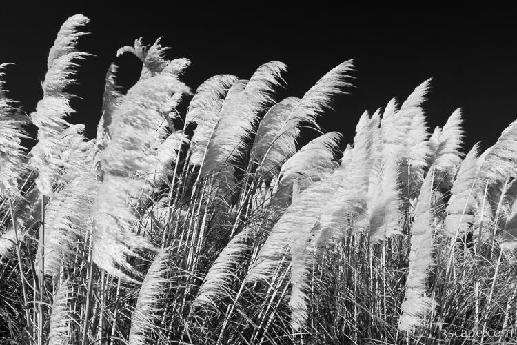 Pampas Grass Black and White