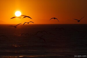Seagulls in the sunset at Leo Carrillo State Beach