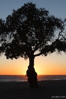 Next: Tree at sunset, Leo Carrillo State Beach