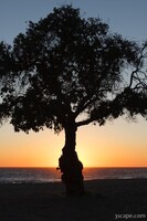 Tree at sunset, Leo Carrillo State Beach