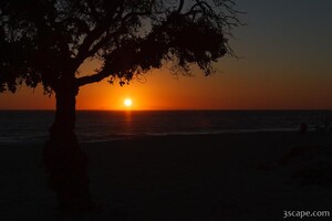 Tree at sunset, Leo Carrillo State Beach