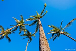 Palm trees on a clear day