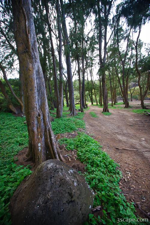 Wooded trail on the coast