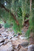 Trees at DT Fleming Beach Park