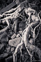 Sand washed roots from live tree