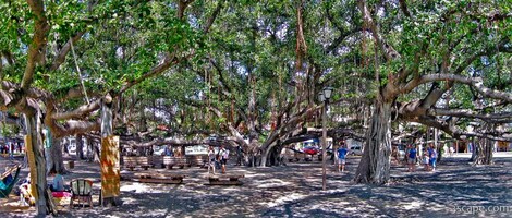 Huge intertwined Banyan tree in Lahaina