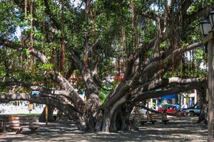 Huge intertwined Banyan tree in Lahaina