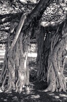 Huge intertwined Banyan tree in Lahaina