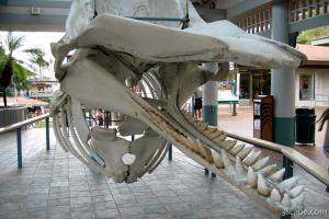 Skeleton of Sperm whale
