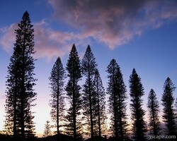 Tall trees in the sunset sky
