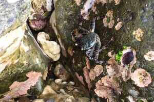 Small crab