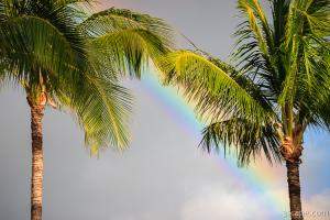 Rainbow and palm trees
