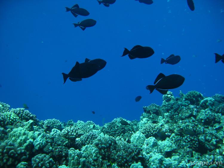 Some dark Triggerfish above the hard corals