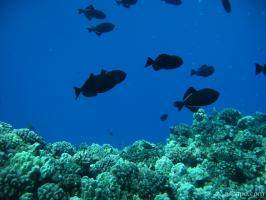 Some dark Triggerfish above the hard corals