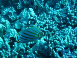 Ornate Butterfly Fish