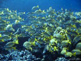 School of Bluestriped Snapper