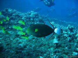 Pinktail Triggerfish