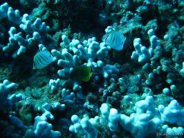 Some Butterfly fish