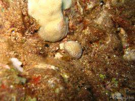 Previous: Some young hard corals