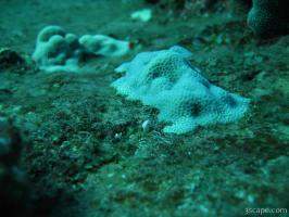 Previous: Some young hard corals