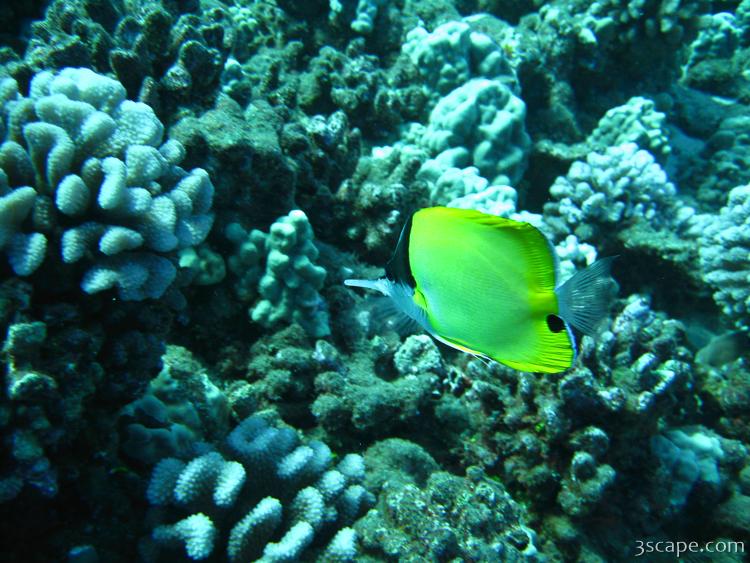 Longnose Butterfly fish