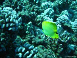 Longnose Butterfly fish