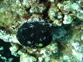 Next: Pebble collector urchin