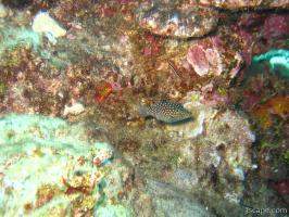 Next: White spotted puffer