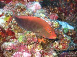 Previous: Arc eye hawkfish sitting on coral