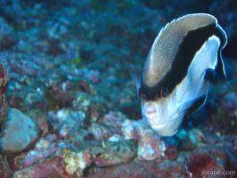Previous: Banded Angel Fish (endemic to Hawaii)