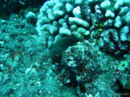 Next: Arc eye hawkfish sitting on coral