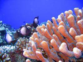 Next: Bright finger coral and some White-spotted Damsel fish