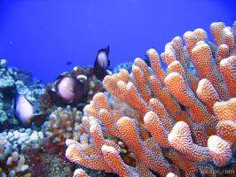 Bright finger coral and some White-spotted Damsel fish