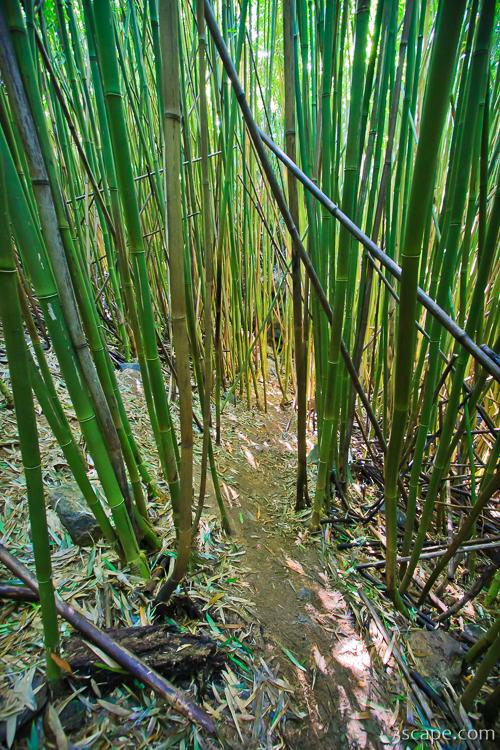 Thick bamboo forest