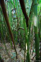 Previous: Thick bamboo forest