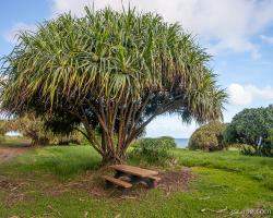 Picnic table near Oheo Pools (Haleakala National Park)