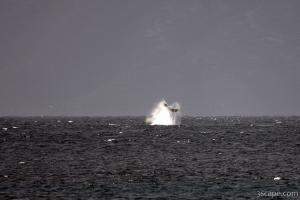 Humpback whale tail splashing the water