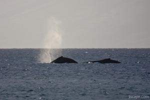 Pair of Humpback whales