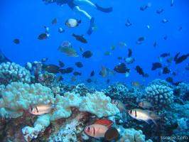 Various marine life at Molokini