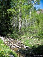 Aspen forest in the La Sal mountains