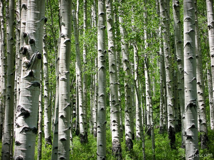 Aspen forest in the La Sal mountains