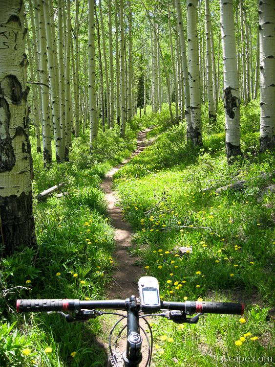 Mountain biking through aspen forest in the La Sal mountains