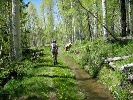 Mountain biking through aspen forest in the La Sal mountains