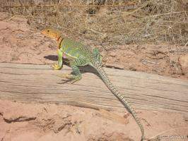Colorful lizard