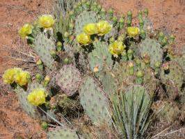 Flowering cactus