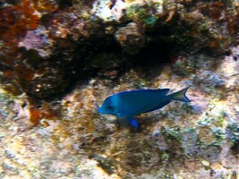 Blue Tang